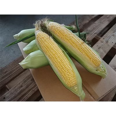 とうもろこしゴールドラッシュ