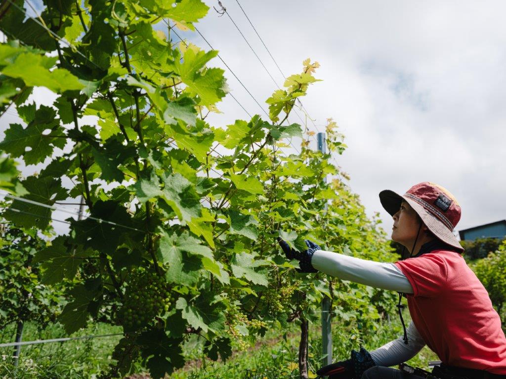 株式会社はこだてわいん（金子由紀子さん）